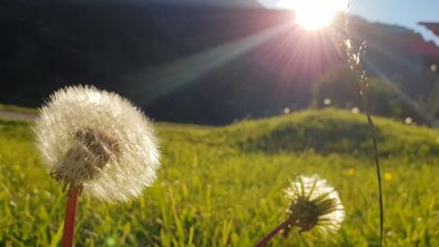 Grass, flowers, pollen, hayfever