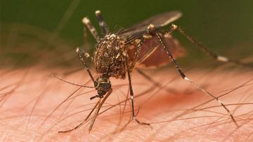 Malaria-carrying mosquitoes kill about 800,000 people