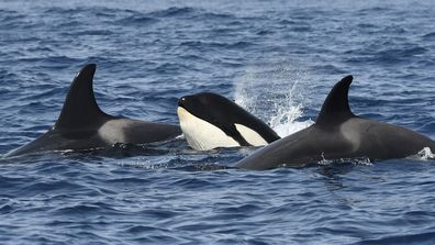A pod of killer whales (Orcinus orca) swims together in the Strait of Gibraltar in August.