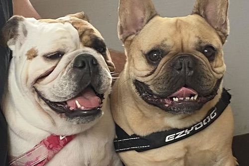 K﻿ate did not know what she would do if her partner kept their two dogs when they separated after seven years of being together.