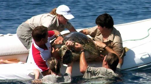 The 104kg female turtle was found in distress in deep water off Mooloolaba. (AAP)