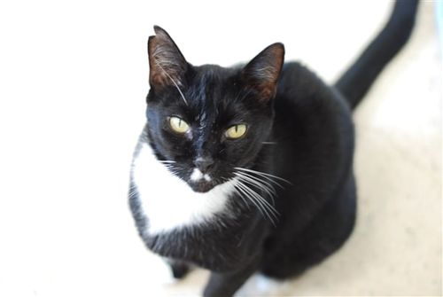 Sootie is a domestic short hair cat in Darwin. (RSPCA)