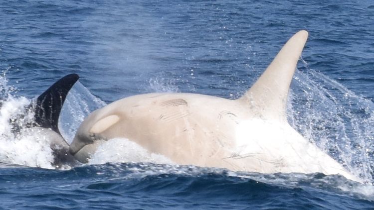 rare albino killer whale