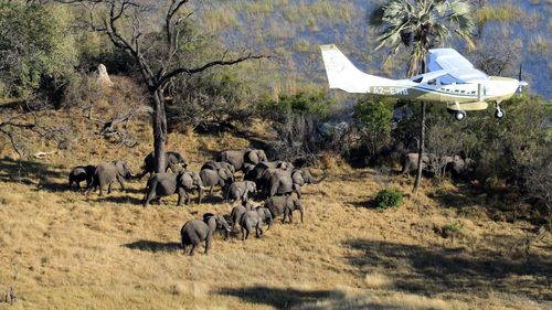 Scientists with Great Elephant Census fly over Botswana, Africa during a survey of savanna elephants on the continent