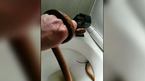The brown snake was found coiled in a Gold Coast family's toilet. (TODAY)