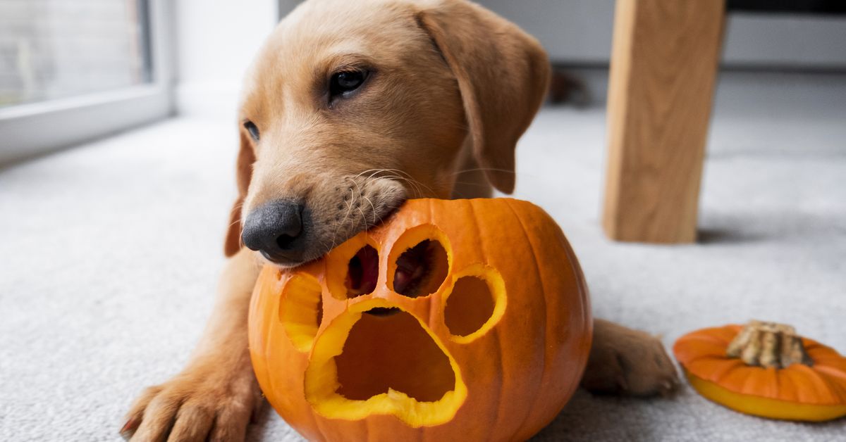 How to keep your dog or cat safe during Halloween - 9Honey - Nine