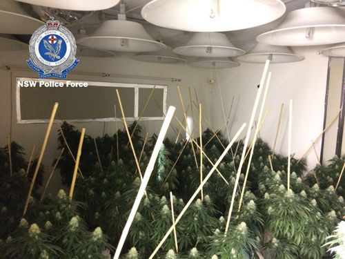 Police found more than 2200 cannabis plants in the raided properties. Picture: NSW Police