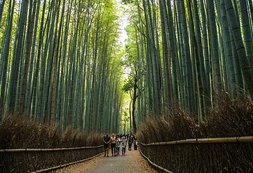 Arashiyama Bamboo Grove is on the outskirts of which city?