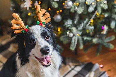 pets as gifts this christmas advice