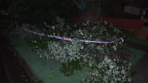 Trees have also been downed in Roseberry, Sydney. 