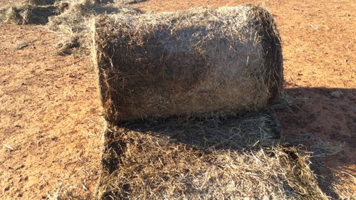 One of the bales of hay Mrs Truss claims her stock refuse to eat because of mould.