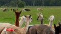 An Alpaca farmer claims an online stalker is hurting his business