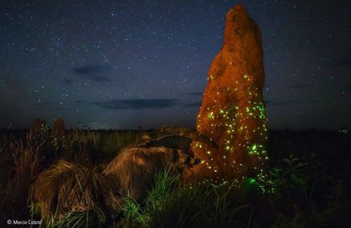 'Night Raider' by Marcio Cabral. (Marcio Cabral / Natural History Museum)