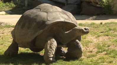Western Santa Cruz Island Galapagos tortoise Mommy