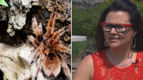 Canadian airline passenger demands refund after terrifying mid-air tarantula encounter
