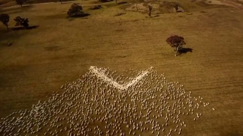 He used grain to get the sheep in formation and filmed it on a drone.