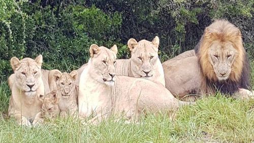 Suspected poachers have been eaten by a pride of lions in South Africa.