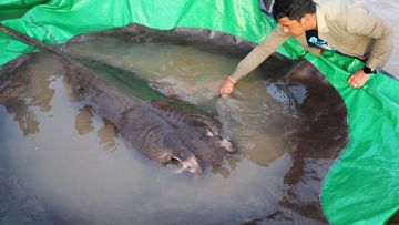 360px x 203px - Cambodia news headlines - 9News