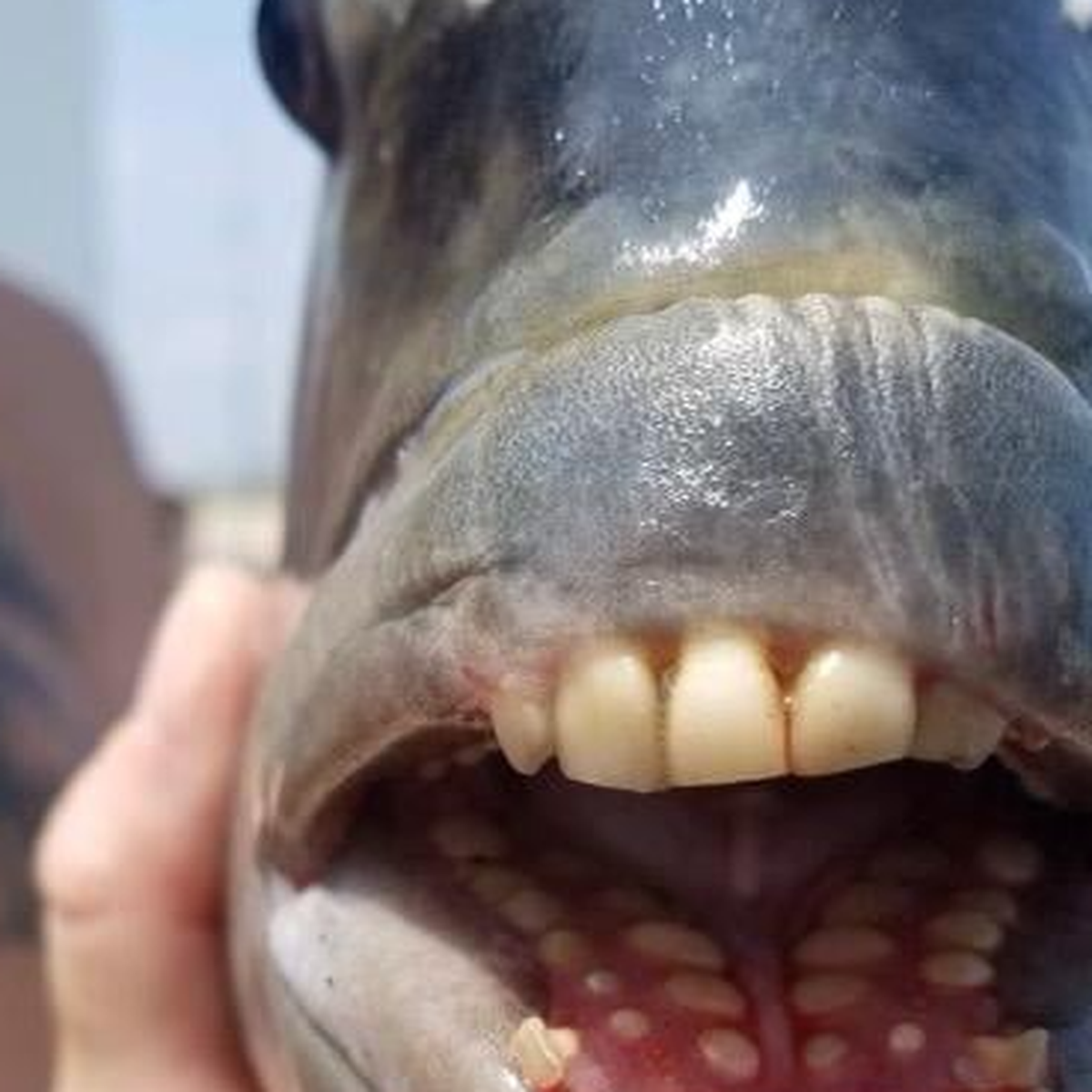 Sheepshead fish with 'human' teeth caught in North Carolina
