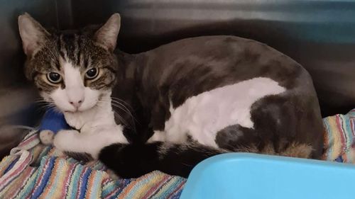 A shaved Chopin the cat recovers after arriving at a vet clinic in the Inner West 'very sick' because two deadly paralysis ticks had attached to his body.