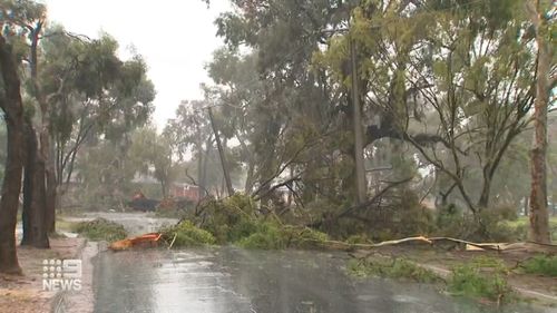 Trees were uprooted, power lines taken down, and signs bent as gale force winds tore through Adelaide. 