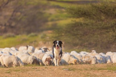 Border collie with herd of sheep at desert