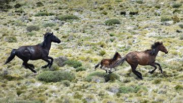 Wild horses, also called brumbies, flee from a helicopter in Mount Kosciuszko National Park