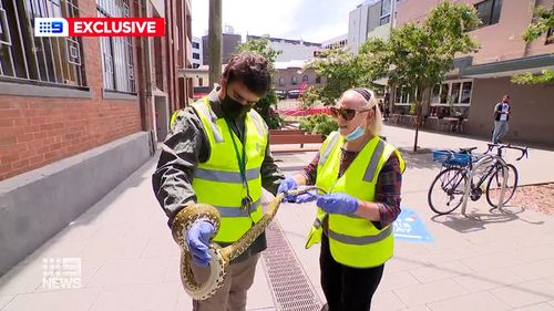 The animal was caught and is now in the care of wildlife carers.