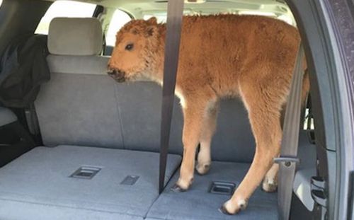 Bison calf put down after father and son tried to save it from the cold
