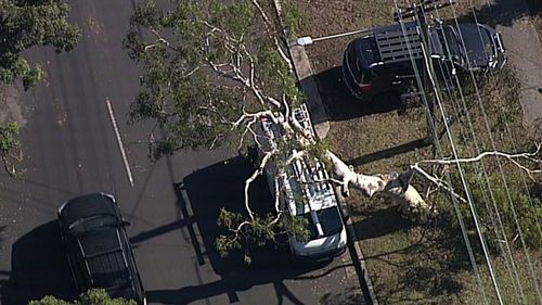 Trees fell on cars in the Sutherland Shire yesterday.