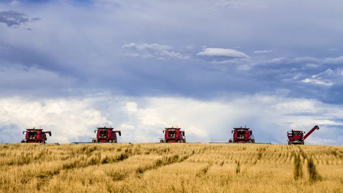 Row of large red combines harvesting wheat fields on the high plains of Colorado, USA. (Getty)