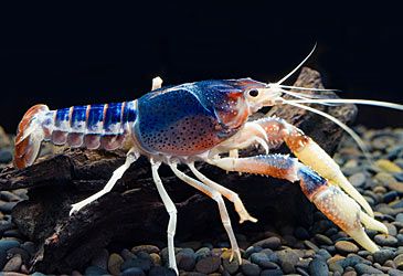 Crayfish are most commonly found in what type of aquatic ecosystem?