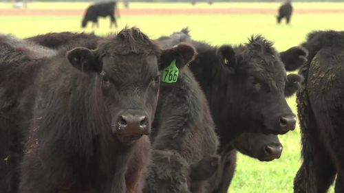 Cattle, cows, Australia.