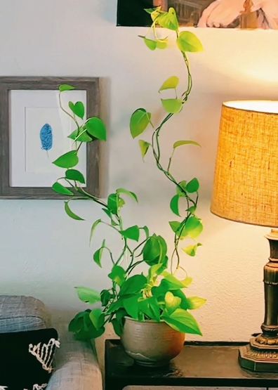 DIY Pothos Moss Pole: Unleash Lush Climbing Vines & Jungle Vibes