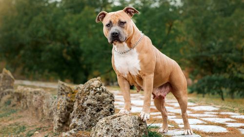 American Staffordshire terriers are top of the NSW dog attack list, based on government data covering September 2020 -  March 2021.