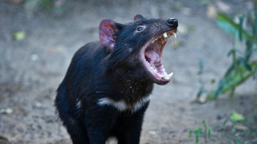 Tasmanian devils have been an endangered species since 2008. (AAP)