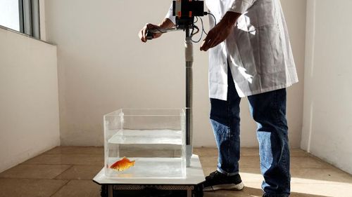 Israeli researchers teach goldfish to drive