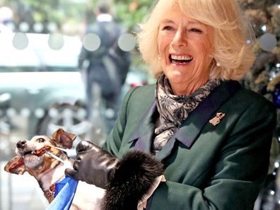 Camilla, Duchess of Cornwall with Beth, her jack-russell terrier, unveiling a plaque as they visit the Battersea Dogs and Cats Home to open the new kennels and thank the centre's staff and supporters on December 9, 2020 in Windsor, United Kingdom