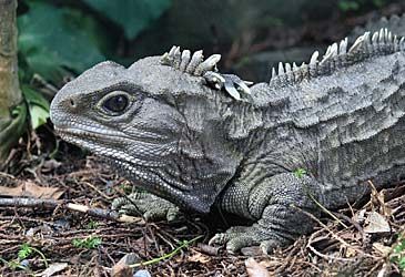 The tuatara is the only living species of which reptile order?
