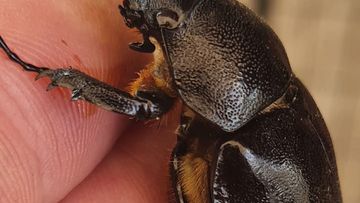 The rhinocerous beetle James Bindoff found after being called out to a house for a suspected python.