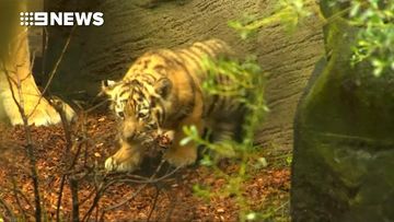 9RAW: German zoo wants the public to name its cute Siberian tiger cubs