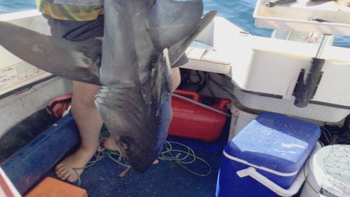 A teenage boy has been bitten by a shark in a dramatic end to a fishing trip in South Australia.Nathan Ness, 16, had reeled in the white pointer and was in the middle of throwing it back when it latched onto his leg.