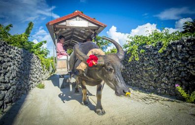Ride in a cart pulled by a water buffalo on Taketomi Island