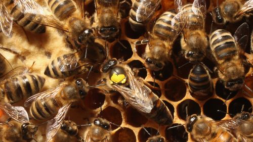 Bees the ‘most dangerous creature in Australia’, experts warn 
