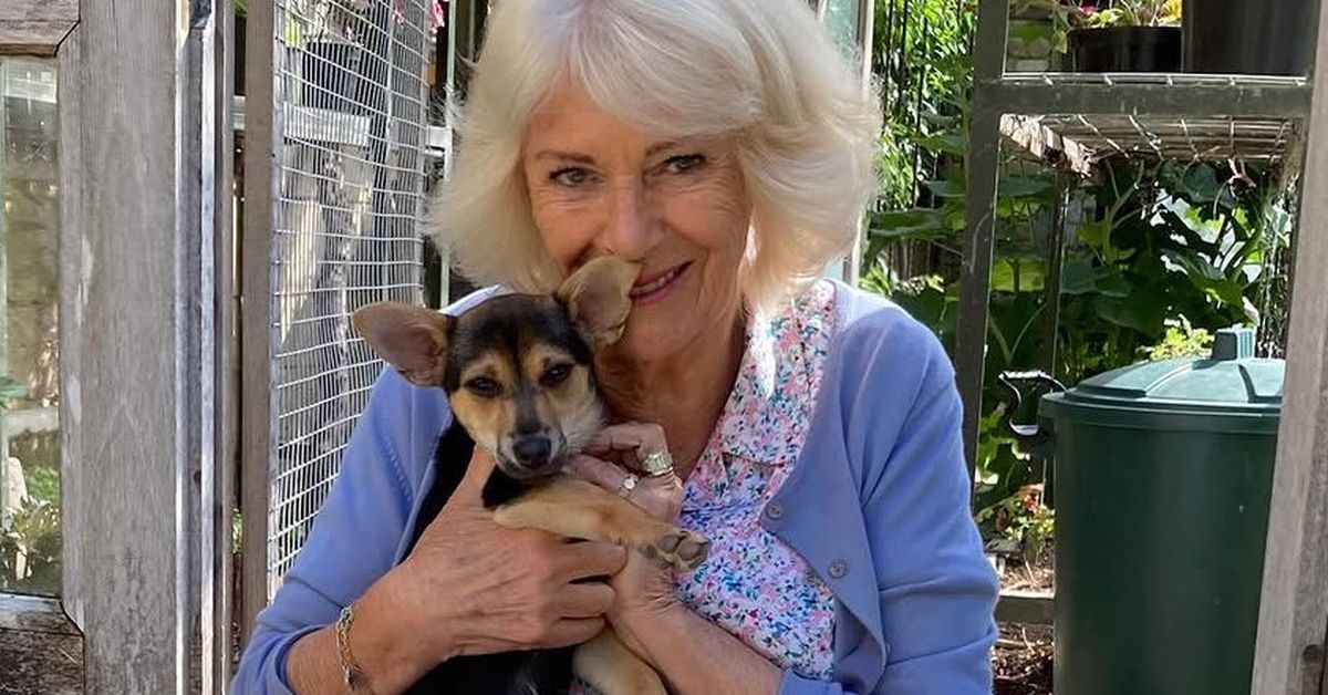 'Meet mischievous Moley': Camilla introduces her new puppy