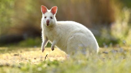 An albino Bennett's wallaby. (AAP)