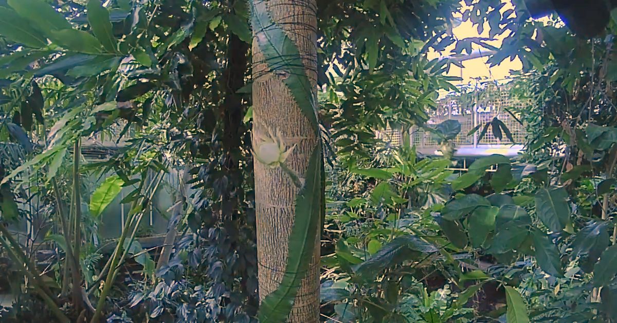 Rare Amazonian Cactus Moonflower Blooms For Just 12 Hours