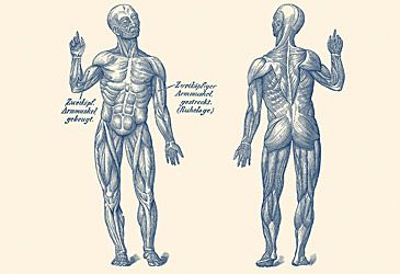 Which is the largest muscle in the human body?