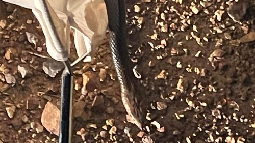 Snake catcher David Voss said the snake was in pretty good nick. It was captured and released.