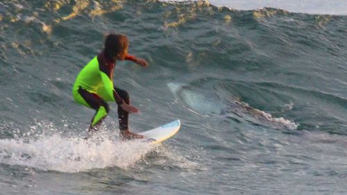 In a photo taken at Samurai Beach last year, 10-year-old surfer Eden Hasson comes very close to a Great White Shark.